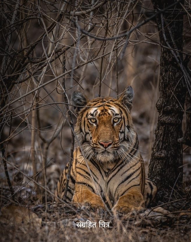 Fear of tiger strikes fear among villagers